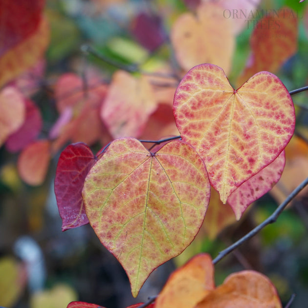 Cercis canadensis 'Eternal Flame' heart-shaped leaves