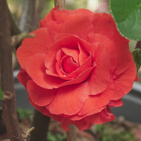 Chaenomeles 'Pink Storm' Japanese Quince flower