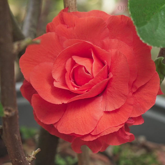 Chaenomeles 'Pink Storm' Japanese Quince flower