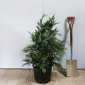 Bush, 40-60cm, 7.5L pot