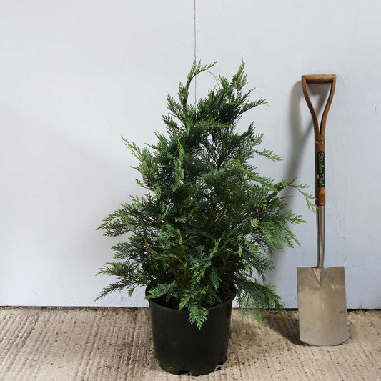 Chamaecyparis_Pembury_Blue bush