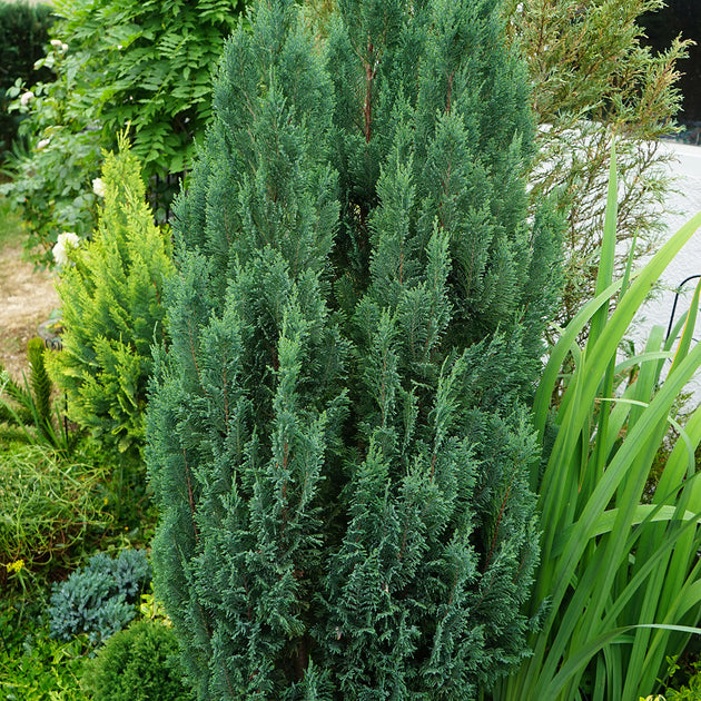 Chamaecyparis lawsoniana 'Snow White' Dwarf Cypress