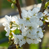 Prunus avium 'Celeste' cherry blossom
