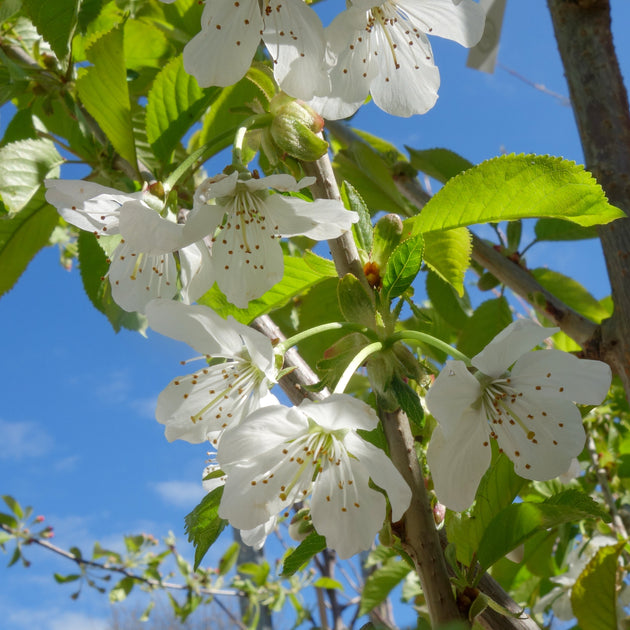 Cherry Lapins Cherokee spring flowers