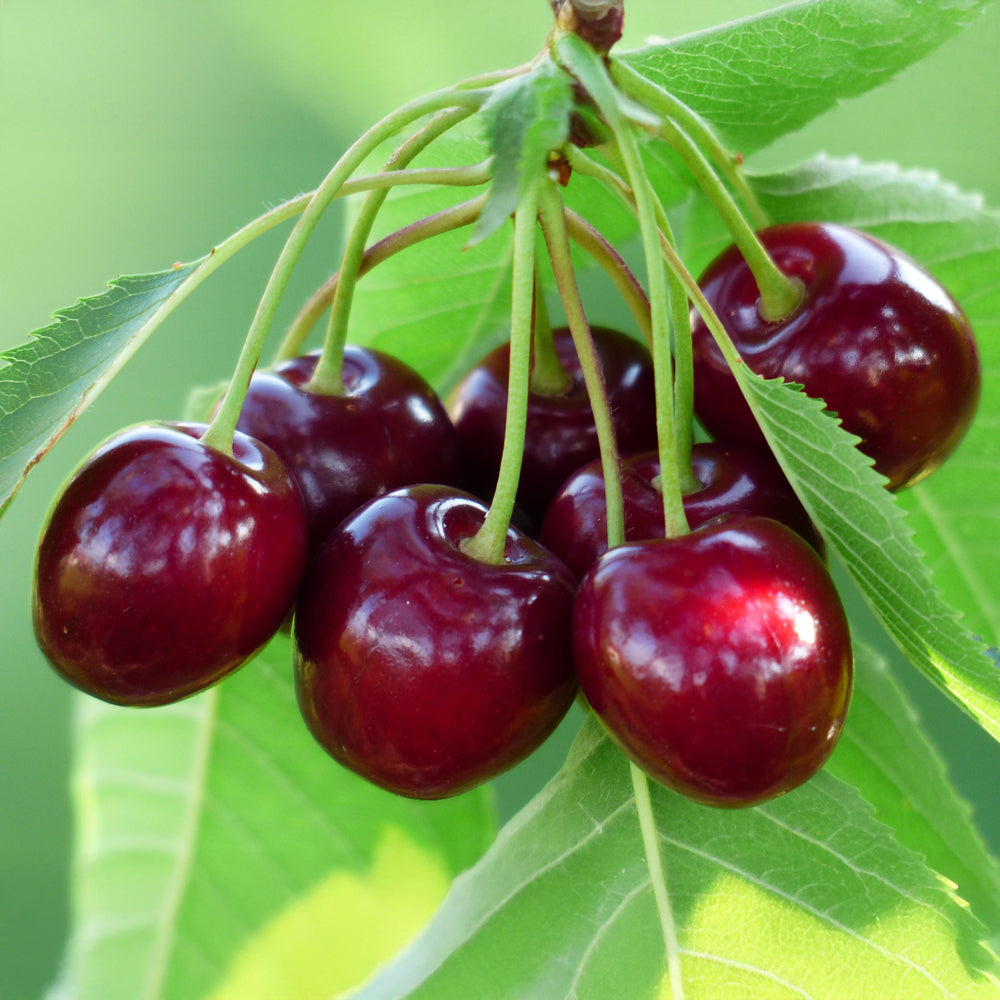 Cherry Lapins Cherokee fruit