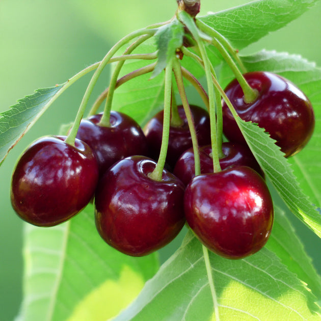 Cherry Lapins Cherokee fruit