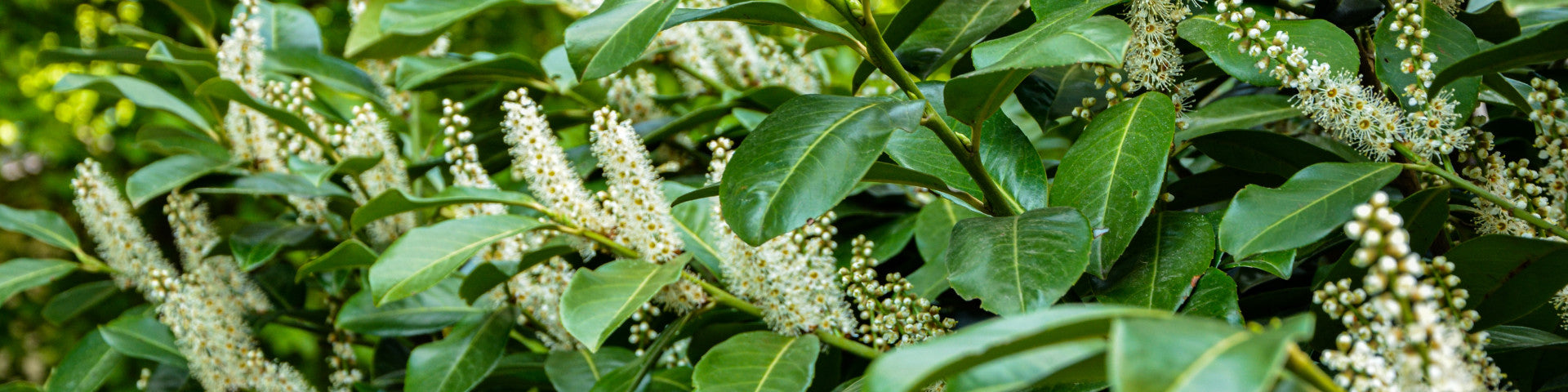 Cherry Laurel tree with flowers