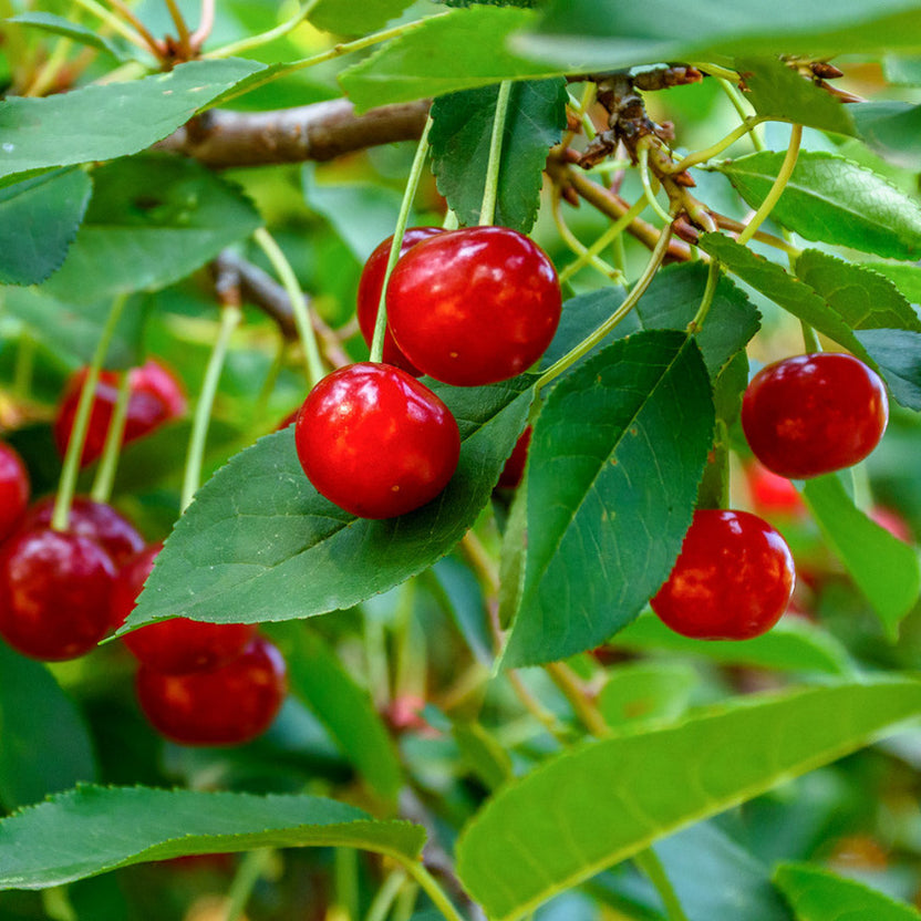 Large Berry Tree Mature & Large Fruit Trees For Sale | Ornamental Trees