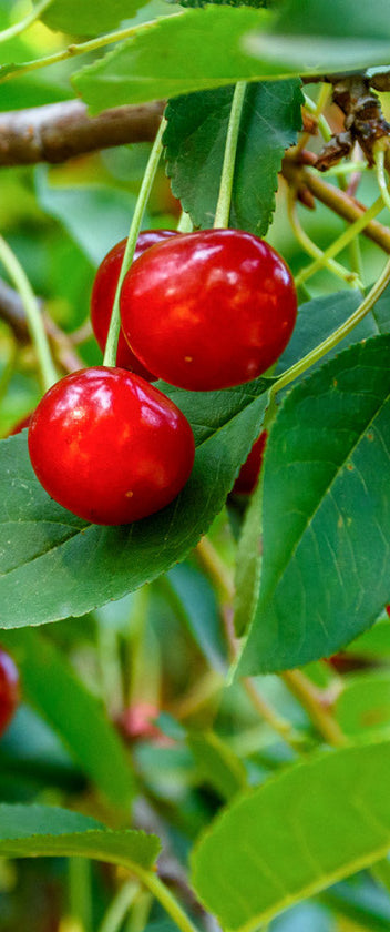 Apple Trees For Sale | Self-fertile, Dwarf Etc | Ornamental Trees