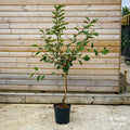 Cherry Morello Gisela Dwarf 12L pot