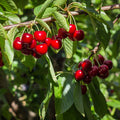 Prunus Stella Cherry tree with fruit