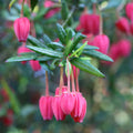 Bush, 100-125cm, 20L pot