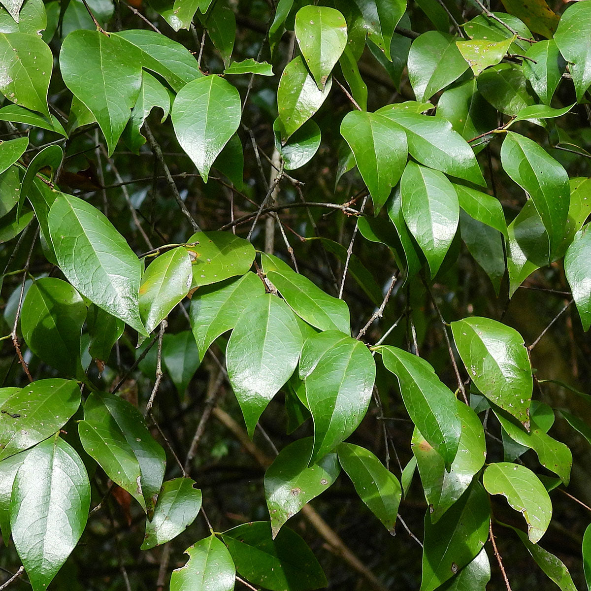 Chimonanthus praecox leaves