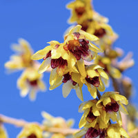 Chimonanthus praecox Wintersweet