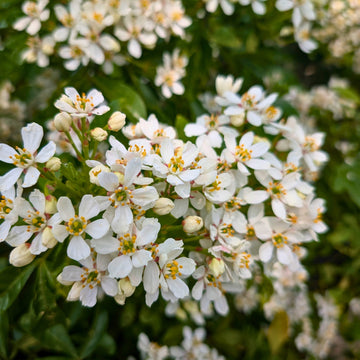 Choisya Ternata flowers