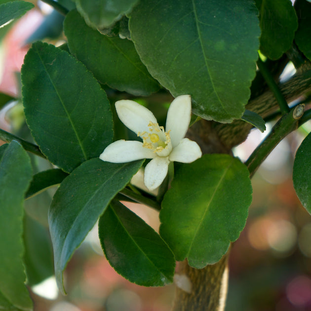 Lime tree flower