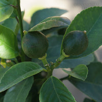 Lime fruits ripening on branches