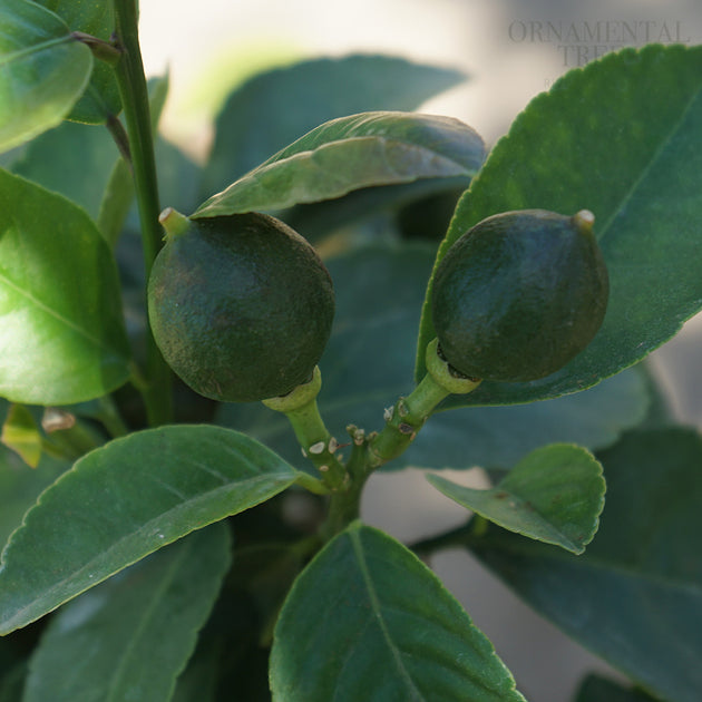 Lime fruits ripening on branches