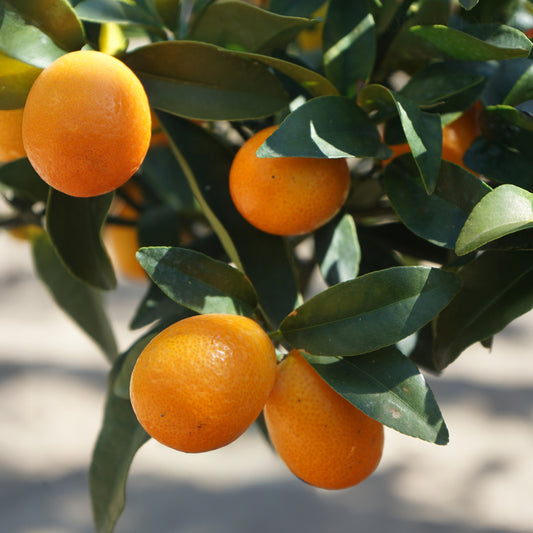 Fruiting Kumquat Citrus tree