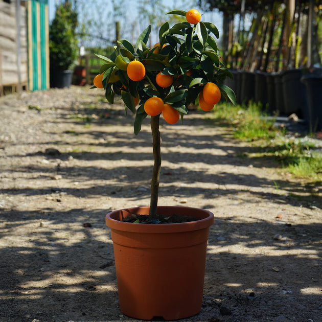 Kumquat patio tree