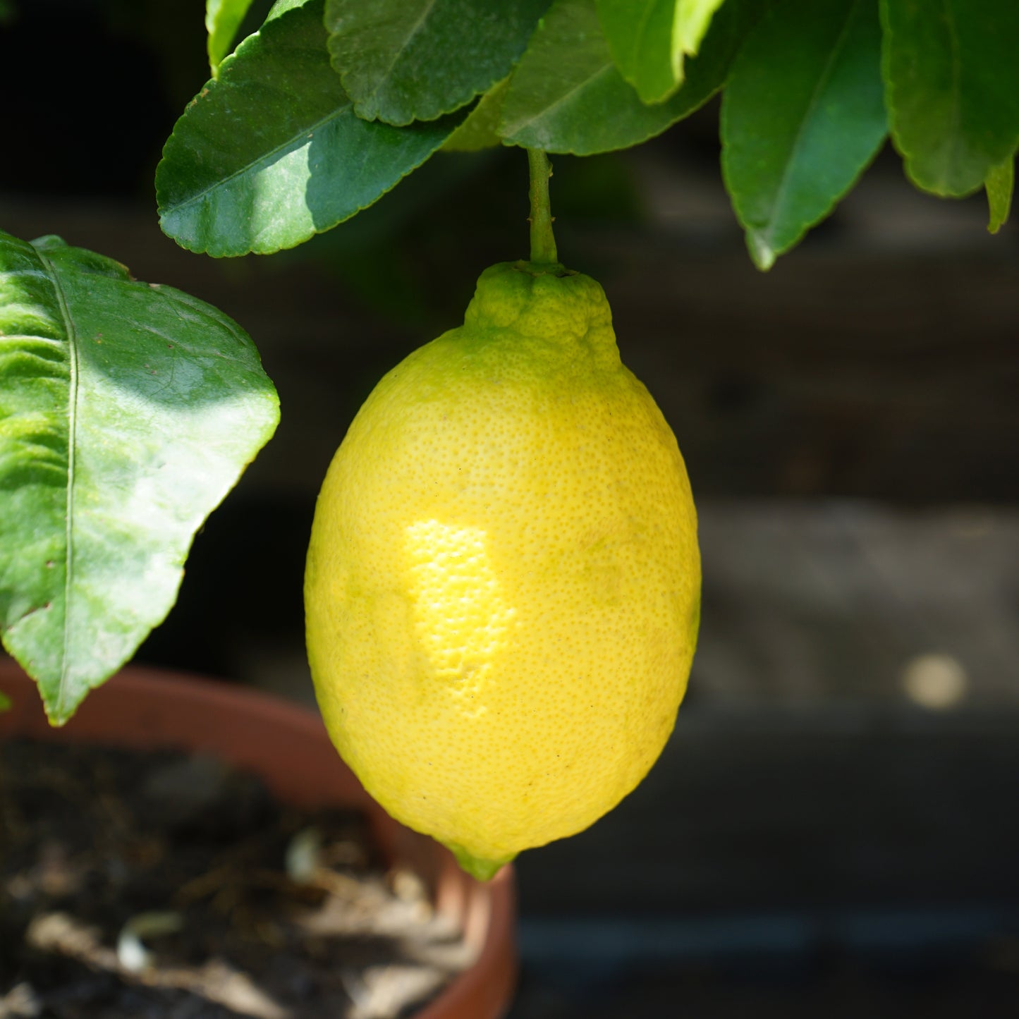 Lemon Tree