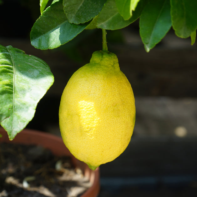 Lemon Tree