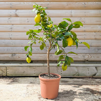 Lemon citrus patio tree