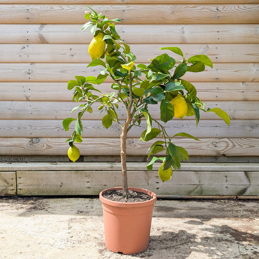 Lemon citrus patio tree
