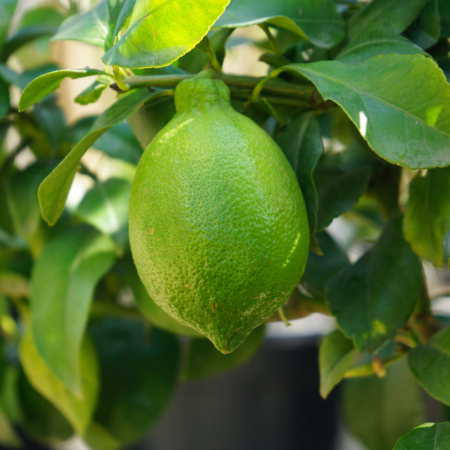 Citrus lemon fruit 