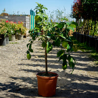 Citrus Lemon patio tree