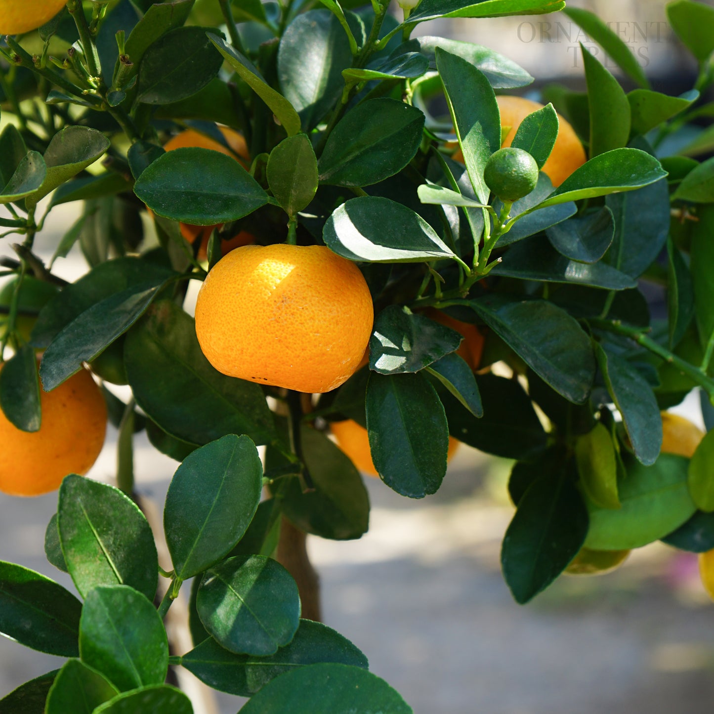 Calamondin fruits on tree