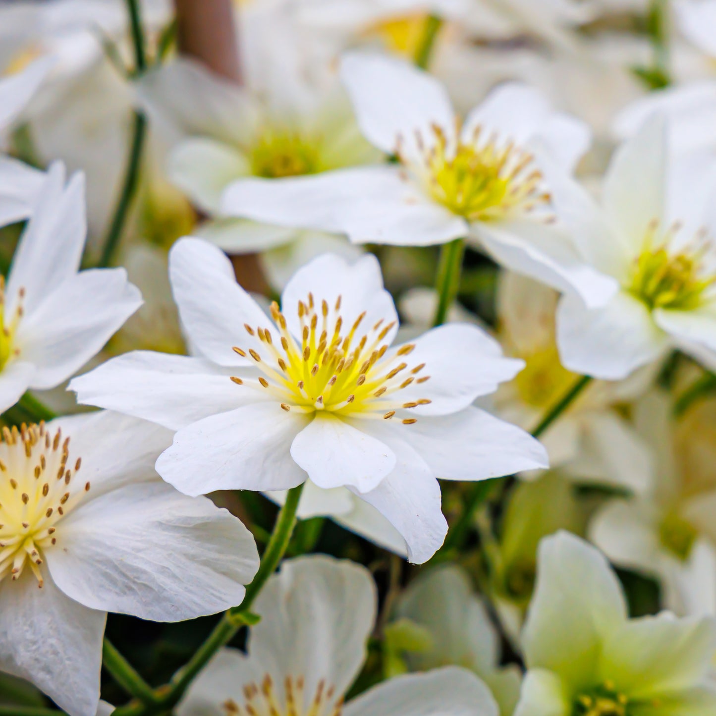 Clematis Avalanche flowers