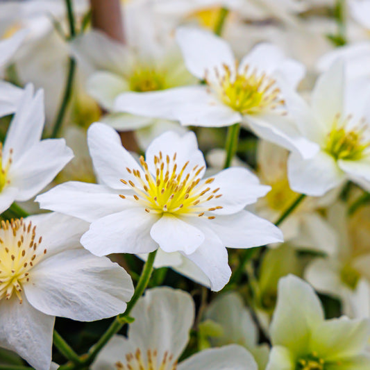 Clematis Avalanche flowers