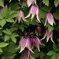 Climber, 80-100cm, 3L pot