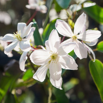 Clematis Apple Blossom Flowers