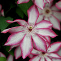 Climber, 80-100cm, 3L pot