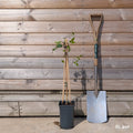 Climber, 80-100cm, 3L pot