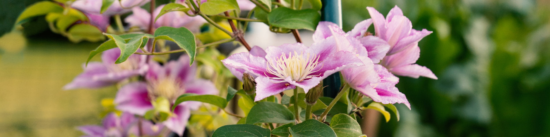 Clematis
