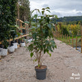 Bush, 100-125, 12L