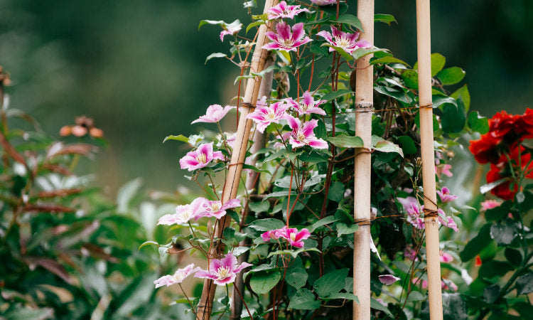 Climbing Clematis