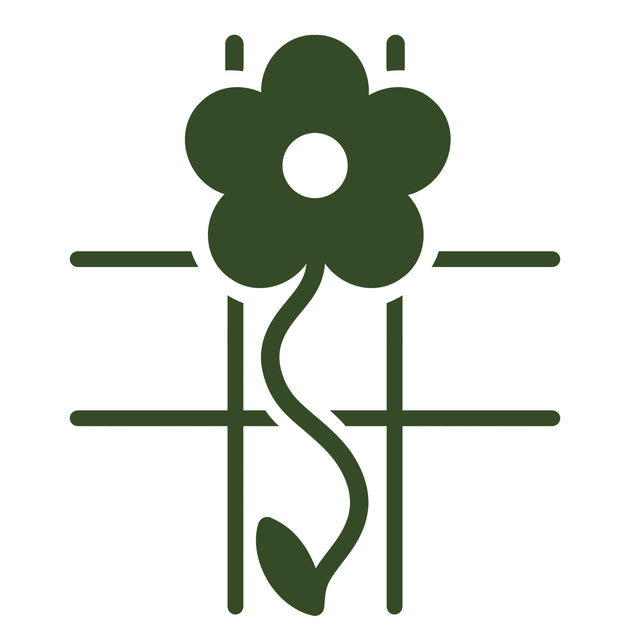 Wisteria sinensis 'Prolific' Tree