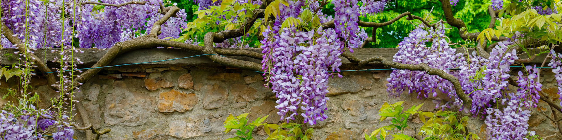 Climbing Wisteria