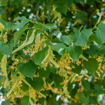 Tilia × europaea 'Pallida' Common Lime