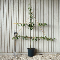 Conference Pear Espalier 12L pot