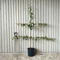 Conference Pear Espalier 12L pot