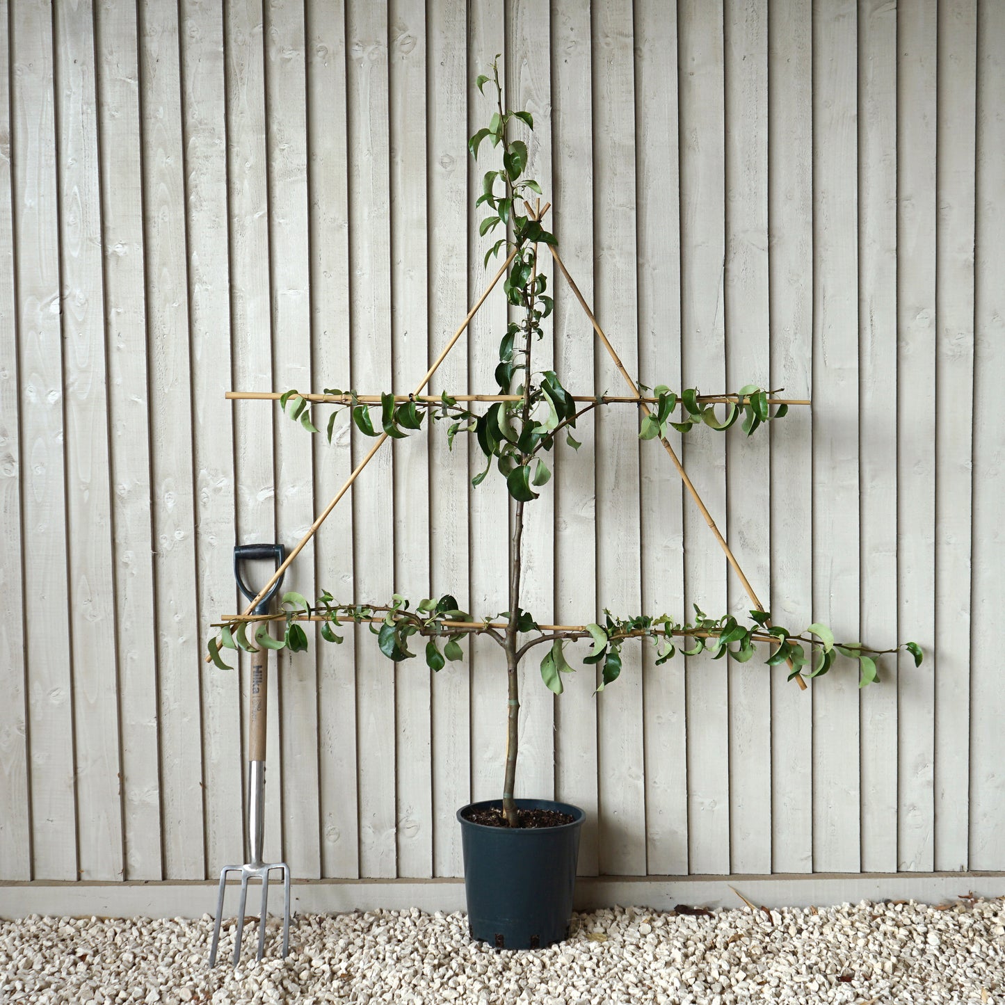 Conference Pear Espalier 12L pot