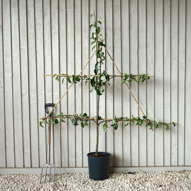Conference Pear Espalier 12L pot
