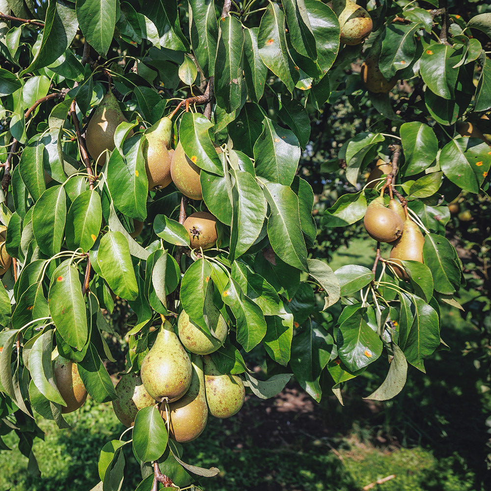 Pear Tree Bitmap Conference Pear Tree | Pyrus communis Conference | Ornamental Trees