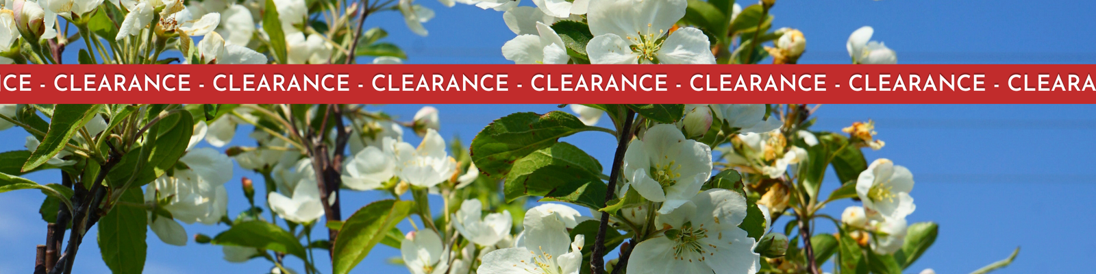 Ornamental Trees