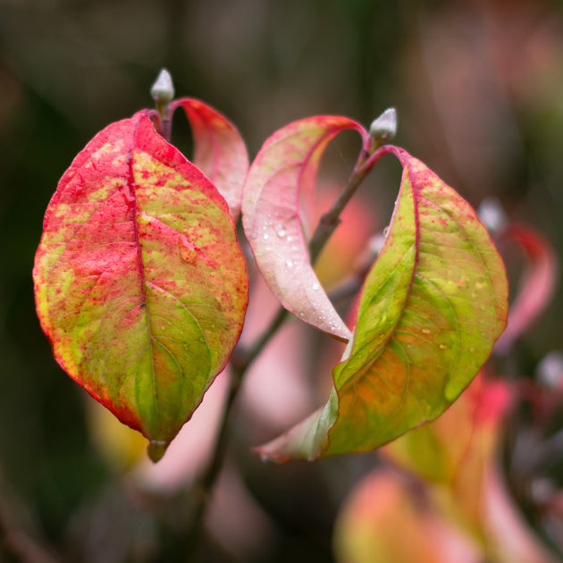 Cornus Florida Rainbow 